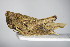  ( - GBOL00218)  @14 [ ] CreativeCommons - Attribution Non-Commercial Share-Alike (2015) Unspecified SNSB, Zoologische Staatssammlung Muenchen