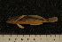  ( - BayFi 1085)  @12 [ ] CreativeCommons - Attribution Non-Commercial No Derivatives (2010) Bavarian State Collection of Zoology (ZSM) SNSB, Zoologische Staatssammlung Muenchen