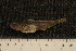  ( - BayFi 1207)  @12 [ ] CreativeCommons - Attribution Non-Commercial No Derivatives (2010) Bavarian State Collection of Zoology (ZSM) SNSB, Zoologische Staatssammlung Muenchen