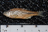  ( - BayFi 01902)  @11 [ ] CreativeCommons - Attribution Non-Commercial Share-Alike (2015) Unspecified SNSB, Zoologische Staatssammlung Muenchen