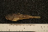  ( - BayFi 1994)  @12 [ ] CreativeCommons - Attribution Non-Commercial No Derivatives (2010) Bavarian State Collection of Zoology (ZSM) SNSB, Zoologische Staatssammlung Muenchen
