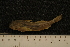  ( - BayFi 2519)  @12 [ ] CreativeCommons - Attribution Non-Commercial No Derivatives (2010) Bavarian State Collection of Zoology (ZSM) SNSB, Zoologische Staatssammlung Muenchen