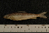  ( - BayFi 3766)  @11 [ ] CreativeCommons - Attribution Non-Commercial No Derivatives (2010) Bavarian State Collection of Zoology (ZSM) SNSB, Zoologische Staatssammlung Muenchen