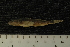  ( - BayFi 4201)  @12 [ ] CreativeCommons - Attribution Non-Commercial No Derivatives (2010) Bavarian State Collection of Zoology (ZSM) SNSB, Zoologische Staatssammlung Muenchen