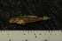  ( - BayFi 5190)  @12 [ ] CreativeCommons - Attribution Non-Commercial No Derivatives (2010) Bavarian State Collection of Zoology (ZSM) SNSB, Zoologische Staatssammlung Muenchen