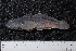  ( - BayFi 05788)  @11 [ ] CreativeCommons - Attribution Non-Commercial Share-Alike (2015) Unspecified SNSB, Zoologische Staatssammlung Muenchen