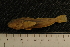  ( - BayFi 5949)  @12 [ ] CreativeCommons - Attribution Non-Commercial No Derivatives (2010) Bavarian State Collection of Zoology (ZSM) SNSB, Zoologische Staatssammlung Muenchen