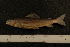  ( - BayFi 6693)  @11 [ ] CreativeCommons - Attribution Non-Commercial No Derivatives (2010) Bavarian State Collection of Zoology (ZSM) SNSB, Zoologische Staatssammlung Muenchen