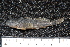  ( - ZSM BayFi 7205)  @12 [ ] CreativeCommons - Attribution Non-Commercial Share-Alike (2015) Unspecified SNSB, Zoologische Staatssammlung Muenchen