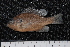  ( - BayFi 07251)  @13 [ ] CreativeCommons - Attribution Non-Commercial Share-Alike (2015) Unspecified SNSB, Zoologische Staatssammlung Muenchen