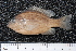  ( - BayFi 07252)  @13 [ ] CreativeCommons - Attribution Non-Commercial Share-Alike (2015) Unspecified SNSB, Zoologische Staatssammlung Muenchen