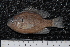  ( - BayFi 07253)  @13 [ ] CreativeCommons - Attribution Non-Commercial Share-Alike (2015) Unspecified SNSB, Zoologische Staatssammlung Muenchen