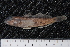 ( - ZSM BayFi 7833)  @11 [ ] CreativeCommons - Attribution Non-Commercial Share-Alike (2015) Unspecified SNSB, Zoologische Staatssammlung Muenchen