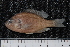  ( - BayFi 07974)  @13 [ ] CreativeCommons - Attribution Non-Commercial Share-Alike (2015) Unspecified SNSB, Zoologische Staatssammlung Muenchen