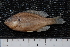  ( - BayFi 07975)  @13 [ ] CreativeCommons - Attribution Non-Commercial Share-Alike (2015) Unspecified SNSB, Zoologische Staatssammlung Muenchen
