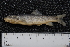  ( - ZSM BayFi 8006)  @13 [ ] CreativeCommons - Attribution Non-Commercial Share-Alike (2015) Unspecified SNSB, Zoologische Staatssammlung Muenchen