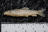  ( - ZSM BayFi 8028)  @13 [ ] CreativeCommons - Attribution Non-Commercial Share-Alike (2015) Unspecified SNSB, Zoologische Staatssammlung Muenchen