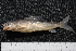  ( - BayFi 08123)  @11 [ ] CreativeCommons - Attribution Non-Commercial Share-Alike (2015) Unspecified SNSB, Zoologische Staatssammlung Muenchen