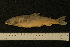  ( - ZSM BayFi 8548)  @12 [ ] CreativeCommons - Attribution Non-Commercial No Derivatives (2010) Bavarian State Collection of Zoology (ZSM) SNSB, Zoologische Staatssammlung Muenchen