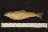  ( - ZSM BayFi 8606)  @12 [ ] CreativeCommons - Attribution Non-Commercial No Derivatives (2010) Bavarian State Collection of Zoology (ZSM) SNSB, Zoologische Staatssammlung Muenchen