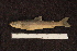  ( - ZSM BayFi 8608)  @12 [ ] CreativeCommons - Attribution Non-Commercial No Derivatives (2010) Bavarian State Collection of Zoology (ZSM) SNSB, Zoologische Staatssammlung Muenchen