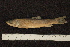  ( - BayFi 08609)  @13 [ ] CreativeCommons - Attribution Non-Commercial No Derivatives (2010) Bavarian State Collection of Zoology (ZSM) SNSB, Zoologische Staatssammlung Muenchen