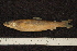  ( - ZSM BayFi 8610)  @12 [ ] CreativeCommons - Attribution Non-Commercial No Derivatives (2010) Bavarian State Collection of Zoology (ZSM) SNSB, Zoologische Staatssammlung Muenchen