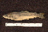  ( - BayFi 08655)  @13 [ ] CreativeCommons - Attribution Non-Commercial No Derivatives (2010) Bavarian State Collection of Zoology (ZSM) SNSB, Zoologische Staatssammlung Muenchen