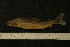  ( - BayFi 08893)  @12 [ ] CreativeCommons - Attribution Non-Commercial No Derivatives (2010) Bavarian State Collection of Zoology (ZSM) SNSB, Zoologische Staatssammlung Muenchen
