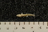  ( - BayFi 08918)  @13 [ ] CreativeCommons - Attribution Non-Commercial No Derivatives (2010) Bavarian State Collection of Zoology (ZSM) SNSB, Zoologische Staatssammlung Muenchen