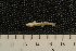  ( - ZSM BayFi 8919)  @12 [ ] CreativeCommons - Attribution Non-Commercial No Derivatives (2010) Bavarian State Collection of Zoology (ZSM) SNSB, Zoologische Staatssammlung Muenchen