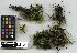  (Campylium laxifolium - 39844)  @11 [ ] Unspecified (default): All Rights Reserved  Unspecified Unspecified