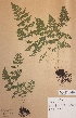  (Cystopteris fragilis subsp. fragilis - H-KYM003035)  @11 [ ] Unspecified (default): All Rights Reserved  Unspecified Unspecified