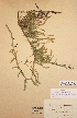  (Lycopodium clavatum subsp. monostachyon - H000012)  @11 [ ] Unspecified (default): All Rights Reserved  Unspecified Unspecified