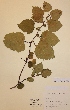  ( - H007133)  @11 [ ] Unspecified (default): All Rights Reserved  Unspecified Unspecified