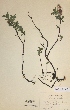  (Salix myrsinites - H008539)  @11 [ ] Unspecified (default): All Rights Reserved  Unspecified Unspecified