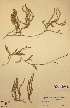  (Lycopodium annotinum subsp. alpestre - H063644)  @11 [ ] Unspecified (default): All Rights Reserved  Unspecified Unspecified
