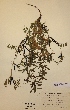  (Vicia sativa subsp. nigra - H122063)  @11 [ ] Unspecified (default): All Rights Reserved  Unspecified Unspecified