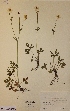  (Ranunculus polyanthemos - H189847)  @11 [ ] Unspecified (default): All Rights Reserved  Unspecified Unspecified