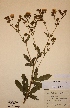  (Potentilla recta - H193460)  @11 [ ] Unspecified (default): All Rights Reserved  Unspecified Unspecified