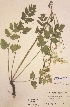  (Pimpinella major - H258437)  @11 [ ] Unspecified (default): All Rights Reserved  Unspecified Unspecified