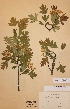  (Crataegus x subsphaericea nothovar. indet - H288400)  @11 [ ] Unspecified (default): All Rights Reserved  Unspecified Unspecified