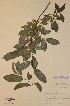  (Salix phylicifolia - H294593)  @11 [ ] Unspecified (default): All Rights Reserved  Unspecified Unspecified