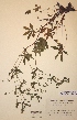  (Potentilla thuringiaca - H374451)  @11 [ ] Unspecified (default): All Rights Reserved  Unspecified Unspecified