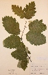  ( - H460964)  @11 [ ] Unspecified (default): All Rights Reserved  Unspecified Unspecified