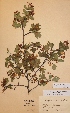  (Crataegus rhipidophylla var. rhipidophylla - H500453)  @11 [ ] Unspecified (default): All Rights Reserved  Unspecified Unspecified