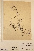  (Zannichellia palustris subsp. repens x pedicellata - H549432)  @11 [ ] Unspecified (default): All Rights Reserved  Unspecified Unspecified