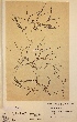  (Zannichellia major - H608539)  @11 [ ] Unspecified (default): All Rights Reserved  Unspecified Unspecified