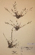  (Puccinellia distans subs. borealis - H616073)  @11 [ ] Unspecified (default): All Rights Reserved  Unspecified Unspecified