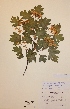  (Crataegus x subsphaericea nothovar. domicensis - H617329)  @11 [ ] Unspecified (default): All Rights Reserved  Unspecified Unspecified
